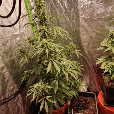 Magnum 1 growlog photo