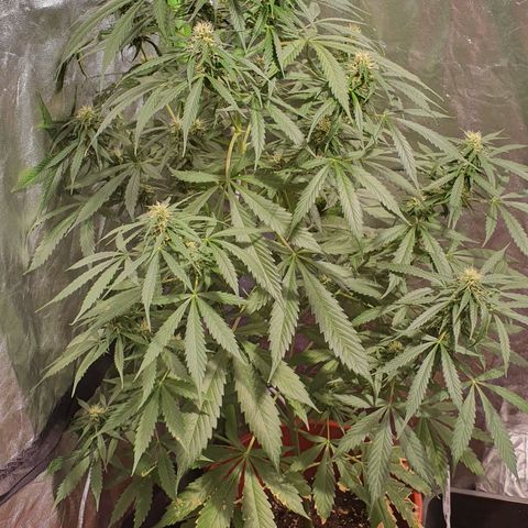 Magnum 1 growlog photo