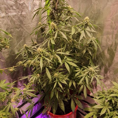 Magnum 1 growlog timeline photo