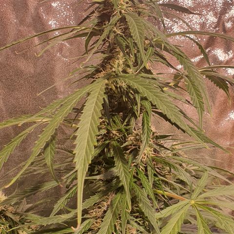 Magnum 1 growlog timeline photo