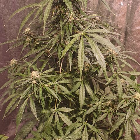 Magnum 1 growlog timeline photo