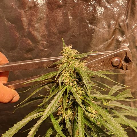 Magnum 1 growlog timeline photo