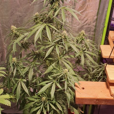 Magnum 1 growlog timeline photo