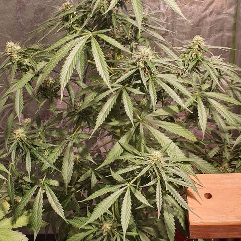 Magnum 1 growlog timeline photo