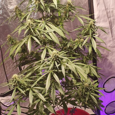Magnum 1 growlog timeline photo