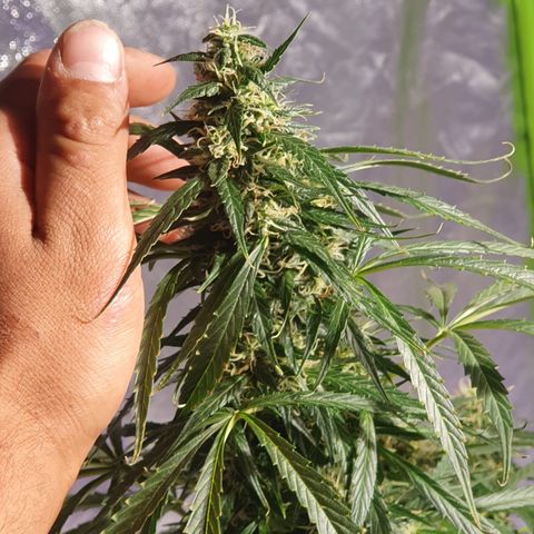 Magnum 1 growlog timeline photo