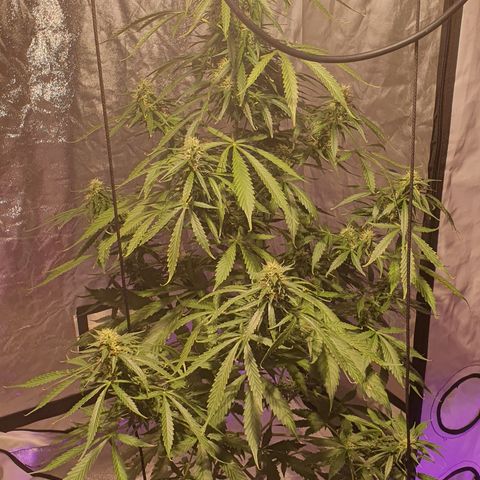 Magnum 1 growlog timeline photo
