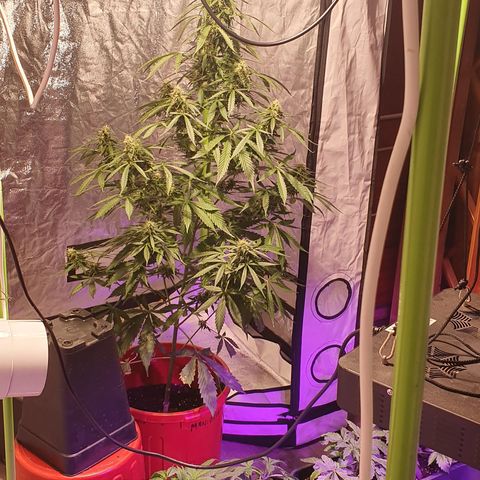 Magnum 1 growlog timeline photo