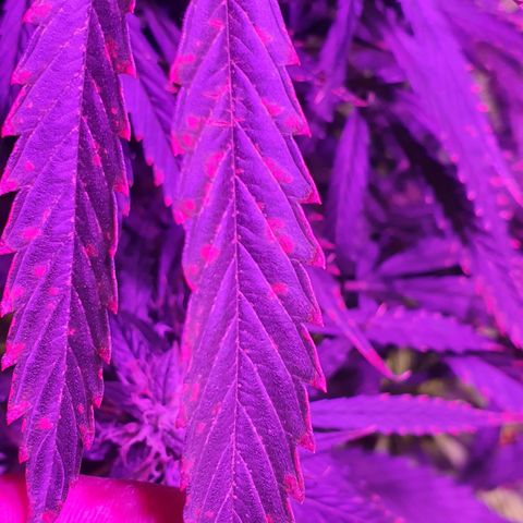 Magnum 1 growlog photo: Manchas