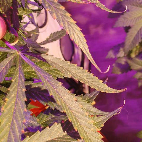 Magnum 1 growlog photo: Manchas