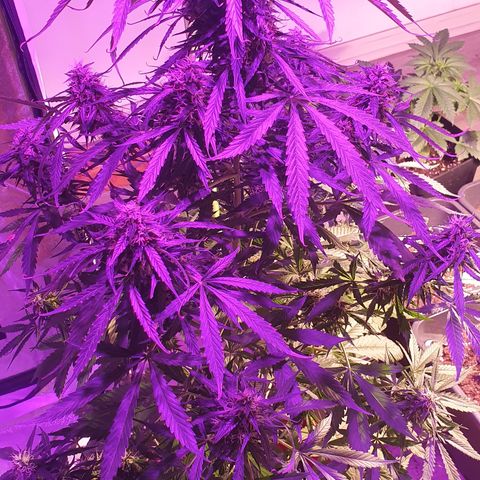 Magnum 1 growlog timeline photo