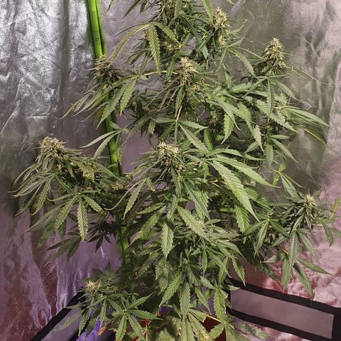 Magnum 1 growlog timeline photo