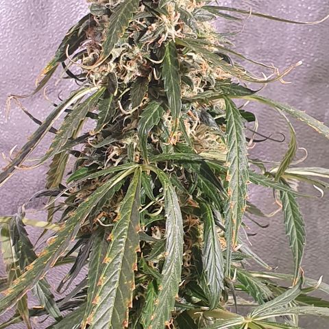 Magnum 1 growlog timeline photo