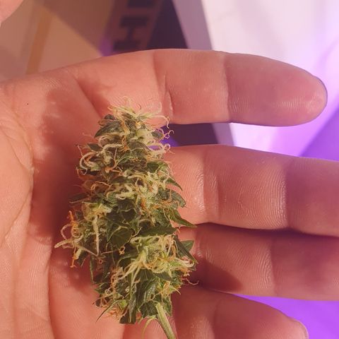 Magnum 1 growlog photo: Muestra para probar otro dia