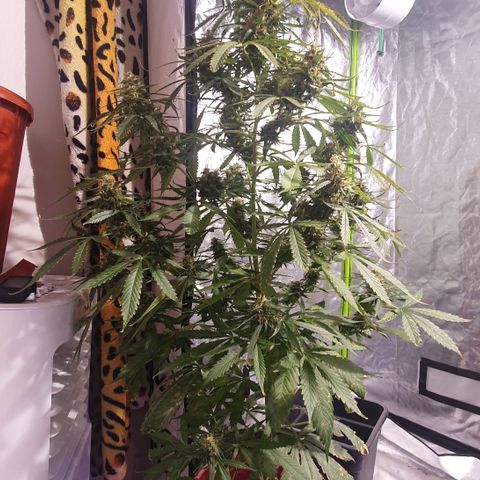 Magnum 1 growlog timeline photo