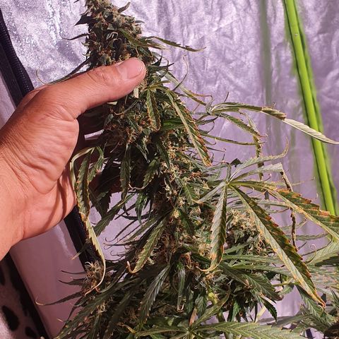 Magnum 1 growlog timeline photo