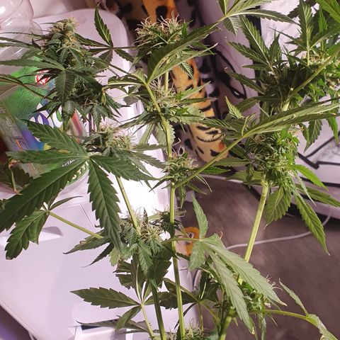 Magnum 1 growlog photo: 3 ganxitos pa fumar