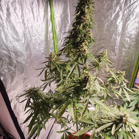 Magnum 1 growlog photo: 3 ganxitos pa fumar