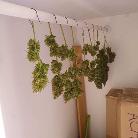 Magnum 1 growlog timeline photo