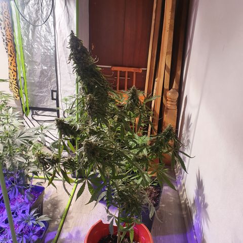 Magnum 1 growlog timeline photo