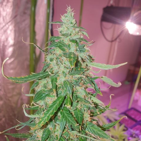Magnum 1 growlog timeline photo
