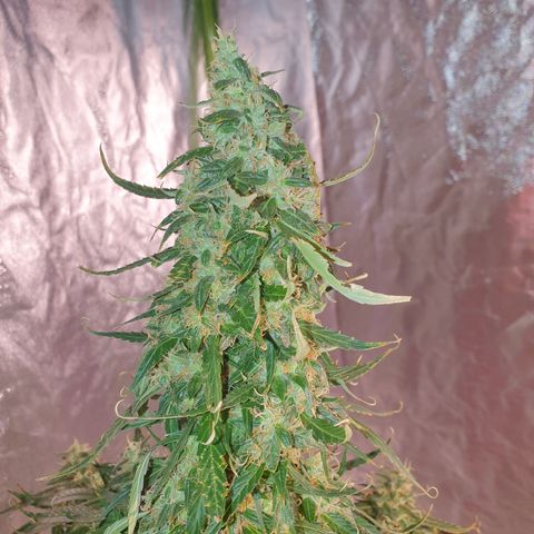 Magnum 1 growlog timeline photo