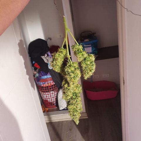 Magnum 1 growlog timeline photo