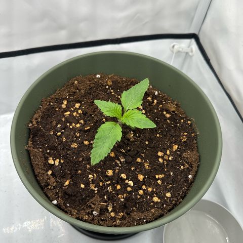 Cookies Gelato growlog photo: Erste mal gedüngt gestern (Root, Grow, Heaven)