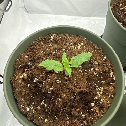 Special Queen #1 growlog photo: Gestern erste mal gedüngt (Root, Grow, Heaven)