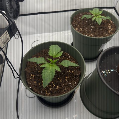 Cookies Gelato growlog photo: Wächst sehr gut, bin am überlegen LST einzuführen, warte aber vermutlich noch ein paar Tage 