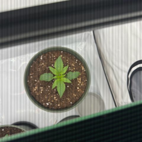 Special Queen #1 growlog photo: Wächst auch sehr gut, etwas kleiner als die Cookies Gelato dafür etwas hübschere Blätter. 