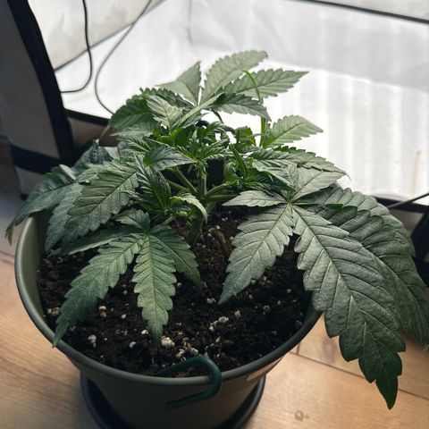 Cookies Gelato growlog photo: Einige Schnitttechniken, LST und Topping wurden in den letzten Tagen betrieben. Pflanzen nehmen alles sehr gut auf 👍🏻