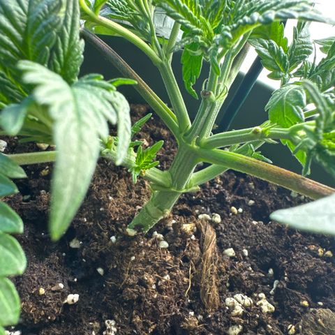 Cookies Gelato growlog photo: Stamm sehr massiv