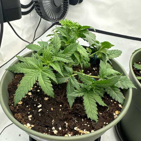 Special Queen #1 growlog timeline photo
