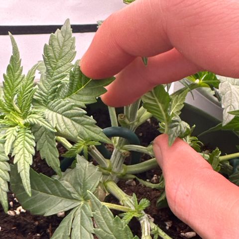 Special Queen #1 growlog timeline photo