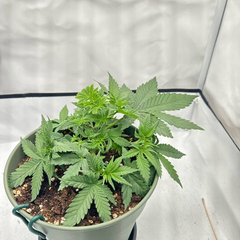 Special Queen #1 growlog timeline photo