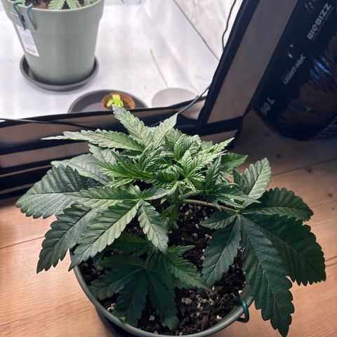 Cookies Gelato growlog timeline photo