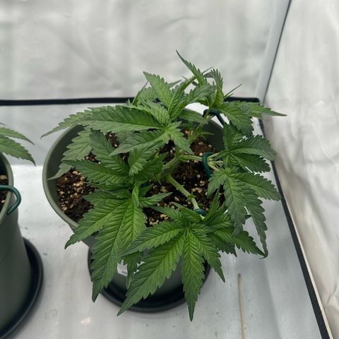 Cookies Gelato growlog timeline photo