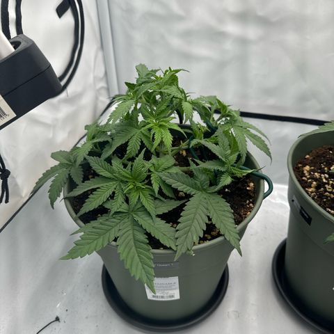 Special Queen #1 growlog timeline photo