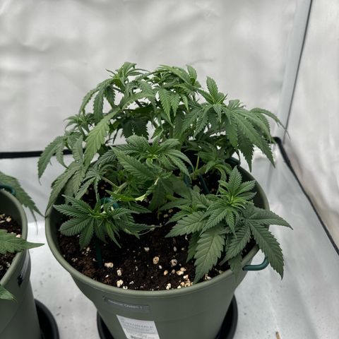 Special Queen #1 growlog timeline photo