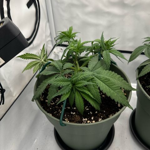 Cookies Gelato growlog timeline photo