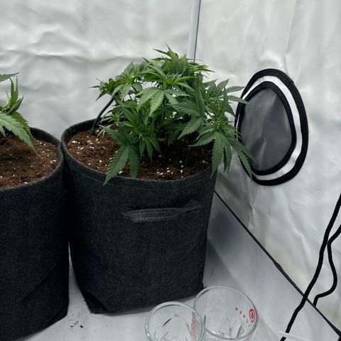 Special Queen #1 growlog photo: Umgetopft in 11L Stofftöpfe 