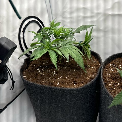 Cookies Gelato growlog photo: Umgetopft in 11L Stofftöpfe