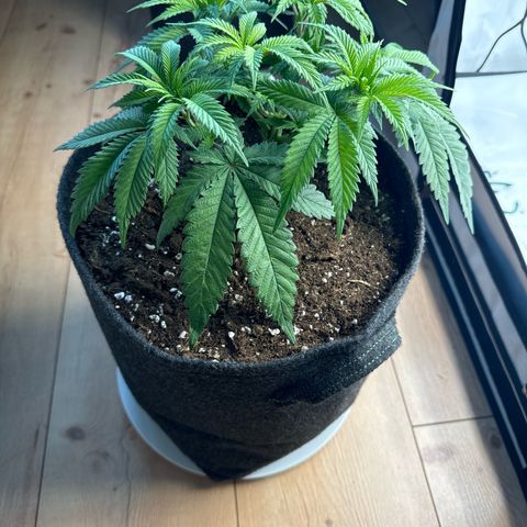 Cookies Gelato growlog timeline photo
