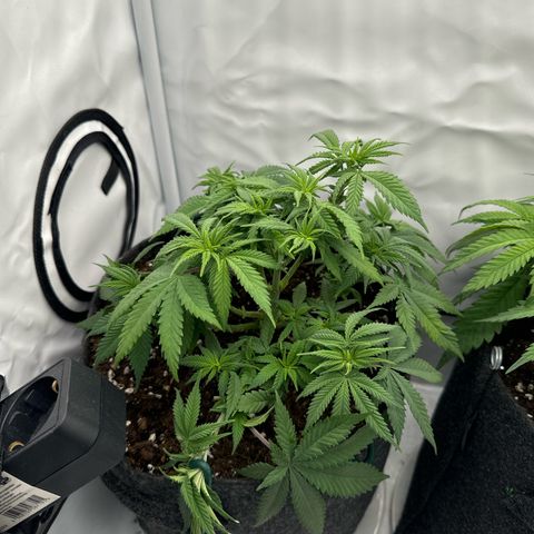 Special Queen #1 growlog timeline photo