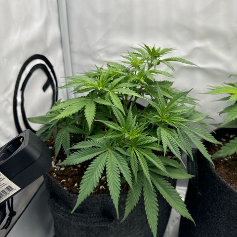 Special Queen #1 growlog timeline photo