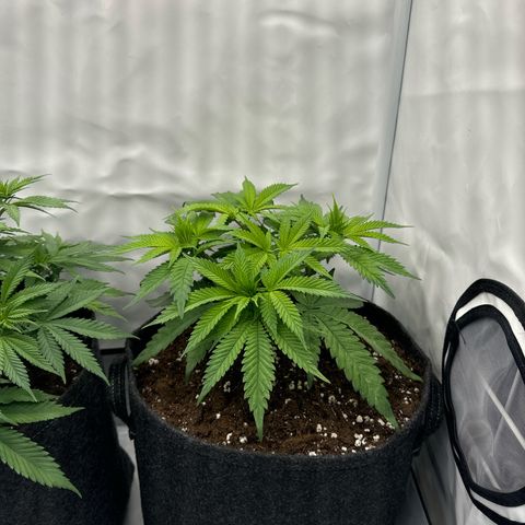 Cookies Gelato growlog timeline photo