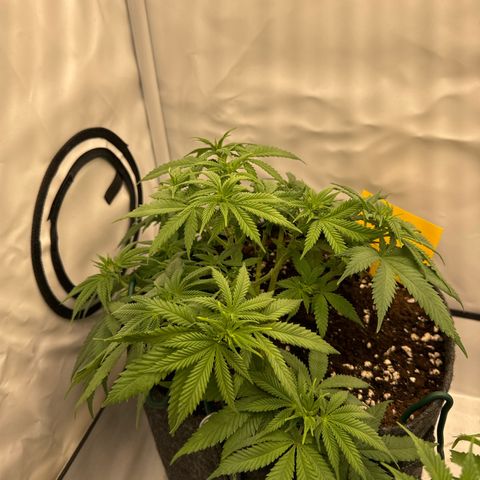 Special Queen #1 growlog timeline photo