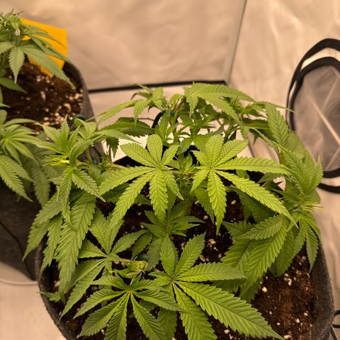 Cookies Gelato growlog timeline photo