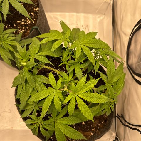 Cookies Gelato growlog timeline photo